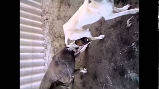 ТАЗЫ ИТ/HUNTING DOGS/ОХОТНИЧЬИ СОБАКИ ТАЗЫ ИТ/HUNTING DOGS/ОХОТНИЧЬИ СОБАКИ