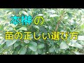 【神棚にお供え出来る、本榊の苗の正しい選び方】青芽・赤芽とは？