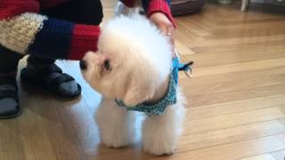 「PUPPIA」ハーネスの付け方