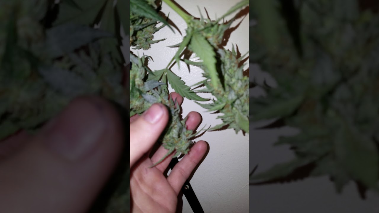 Drying your bud the right way