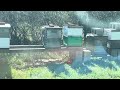VLOG: Splits! ELM GROVE APIARY!Game planning.  Part 1 of 3.
