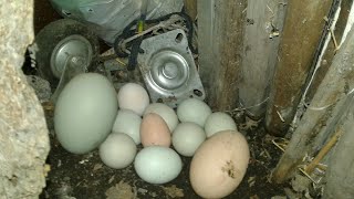 Folluktan yumurta toplama - Nesting Box Chicken Egg Collection