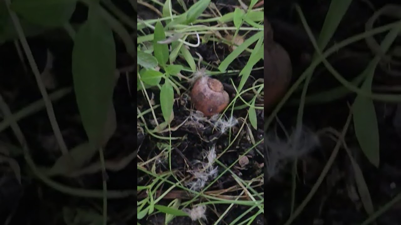 Animal population exploding giant ecosystem season 3 ep 4