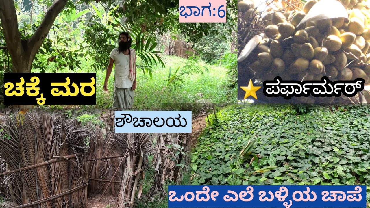 ನಮ್ಮ ತೋಟದ ಸ್ಟಾರ್ ಪರ್ಫಾಮರ್ ಇದು..ಮಾರ್ಕೆಟ್ನಲ್ಲಿ ಡುಪ್ಲಿಕೇಟ್ ಚಕ್ಕೆ ಸಿಕ್ತಿದೆ...ಚಕ್ಕೆ ಮರನೇ ಇದೆ ಆದರೆ ನಾವು..