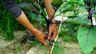 ナスの３本仕立て 貸菜園 アグリス成城 Mov Youtube
