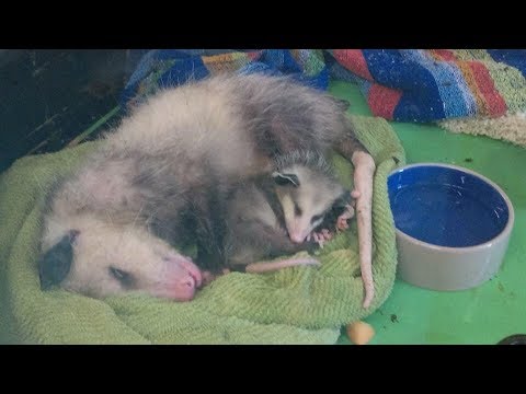 save the world Opossum Mom Sneaks Into A Rescue With All Her Babies. When You Learn Why? Tears