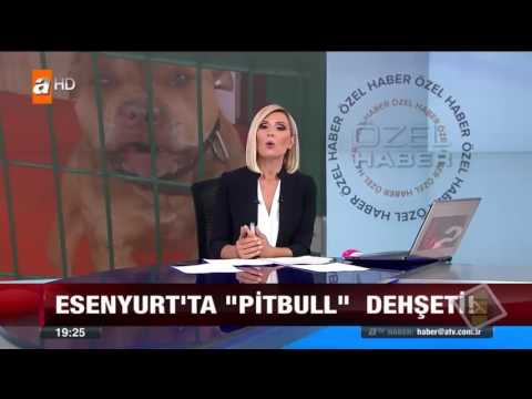 Esenyurtta pitbull saldırısı