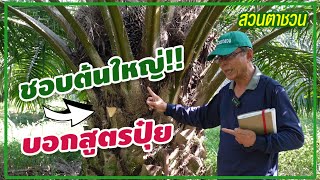 🌿 ชวนดูลำต้นปาล์ม เผยสูตรปุ๋ยที่ทำให้ต้นใหญ่!! [อยากให้ปาล์มต้นใหญ่] #ชวนคุยเรื่องปาล์ม