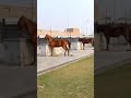 ماشاللہ بہت خوبصورت گھوڑے اللہ زندگی کرے گھوڑوں کی اور مالک کو نصیب کرے