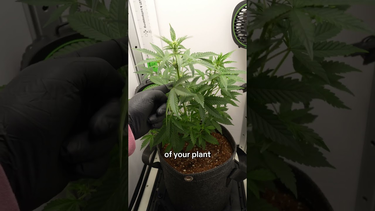 VGrow 101, эпизод 7 – Умная низкострессовая тренировка (LST) 