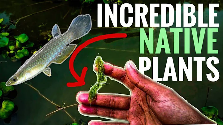 COLLECTING NATIVE AQUATIC PLANTS AND WILD FISHES FOR AQUARIUM IN INDIA