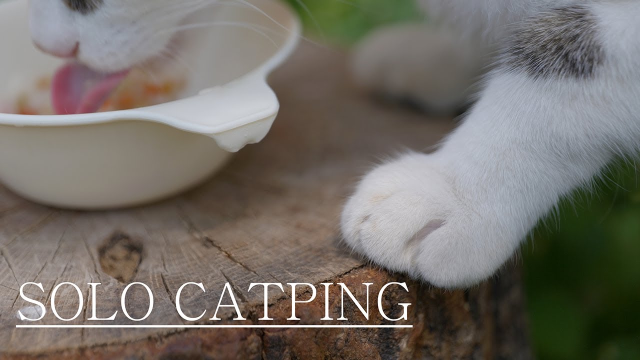 흔한 시골에서 고양이 밥주는 법