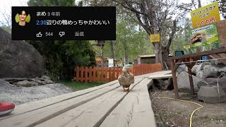 【律儀】日本一恐い動物園にいる鴨が可愛い【東海オンエア】