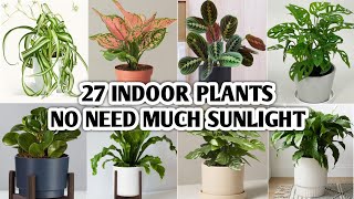 27 Indoor Plants No Need Much Sunlight | Low Maintenance Indoor Plants | Plant and Planting