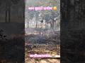 #very #sad #news #flame #video #fire #safety 😭 आग लगने से पेड़ पौधे का नुकसान 😭 #village #india