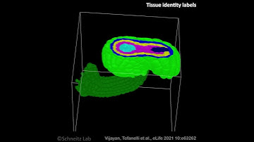 3D digital ovules based on deep imaging, ML-based 3D segmentation, and tissue annotation.