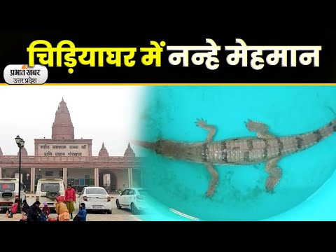 Gorakhpur News : चिड़ियाघर में नन्हे मेहमान लोगों का करेंगे मनोरंजन| Prabhat Khabar UP