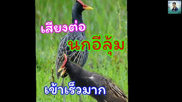 เสียงต่อนกอีลุ้มเข้าเร็วมาก