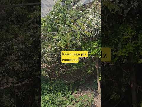 mera garden ,,,kaisa laga plz comment... #garden #gardening #virul