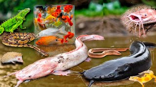 Wow! Mencari Ikan Lele Albino Dalam Lubang Ada Lele Jumbo, Ikan Koi, Ikan Hias, Ikan Betok, Belut