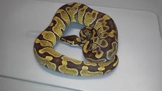 Cinnamon enchi ball python from Reptile Rapture, brought to you by Snakeherder Constrictors!