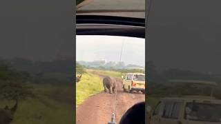 Narrow escape from a charged rhino #viral #youtubeshorts #fail #rhino #rhinoceros #short #animals