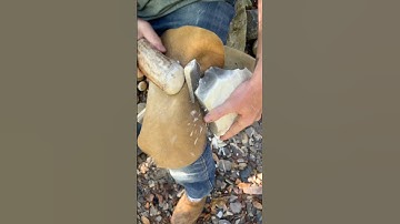 Moose antler vs Flint #bushcraft #flintknapping #novembersouth #modernprimitive #outdoors