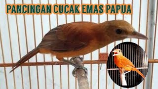 Suara Pancingan Cucak Emas Papua Bahan