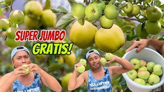 GRATIS PANEN BUAH APEL HIJAU GEPENG SUPER JUMBO POHON TETANGGA DI JERMAN