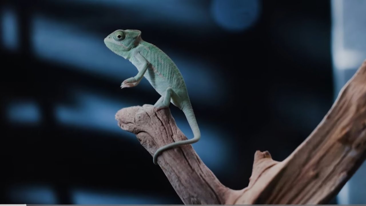 Kila kiumbe anahitaji AMANI..    Khutbah Muslim University