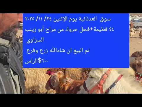 سوق العدنانية الإثنين 24 11 202544 فطيمة حركية فحل من مراح الحروك والنوادر أبو زينب السراوي