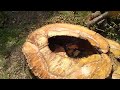 MS880 v Ash tree trunk