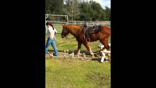 Teddy doing obstacles