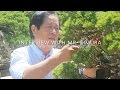 Interview with Bonsai master Masahiko Kimura