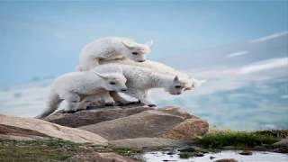 Paradox,New land,California wind,spring,mp3 | calm,bright,happy,free music#64