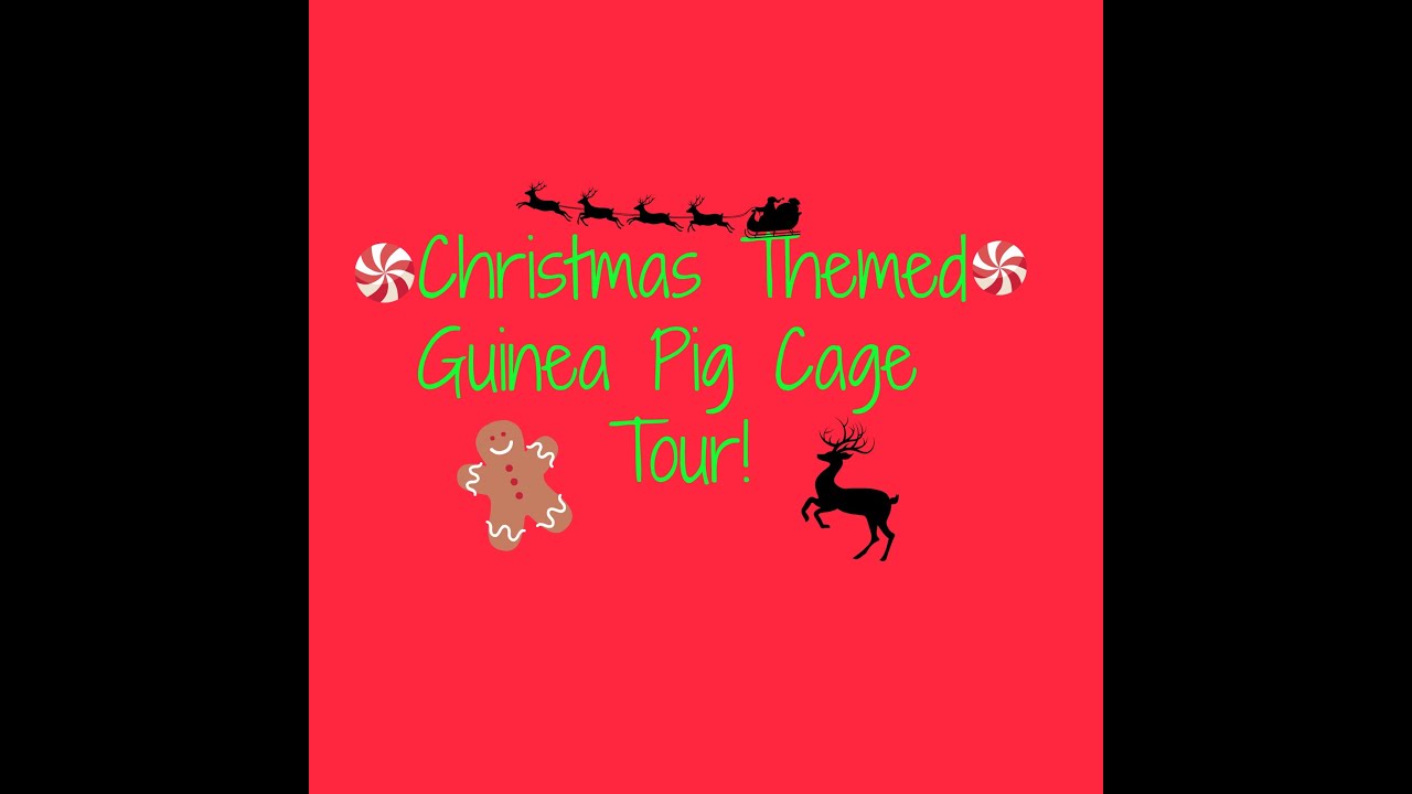 camera iphone 8 plus apk Guinea Pig Christmas Themed Cage Tour!