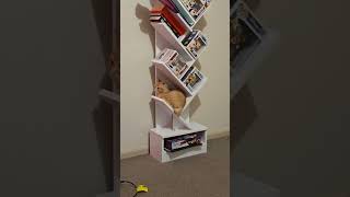 Cat Attempts to Get Comfy on an Angled Shelf