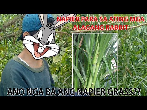 Video: Ano Ang 