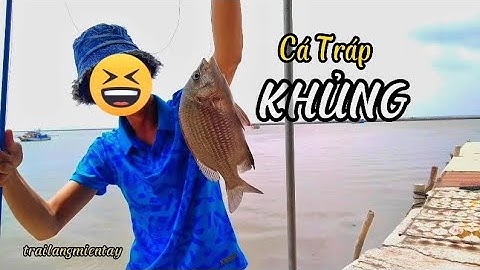 Câu Chơi Mà Dính Thật | Câu Cá Tráp Cá Dồ  Ở Cửa Biển Tiểu Dừa | @trailangmientay345