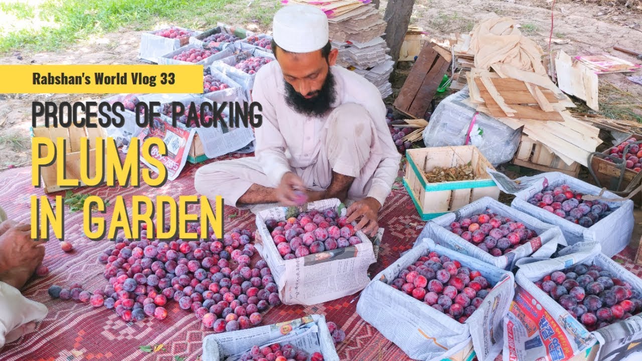Process Of Packing Of Plums In Garden Rabshan's World YouTube