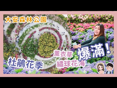 大安森林公園杜鵑花季繡球花開始到3.31 ! 現場直擊杜鵑冶園位置大安森林公園捷運帶你快速前往 | 薰衣草花海 x 【冷娃一隊】feat. #YanTV一家吃日本