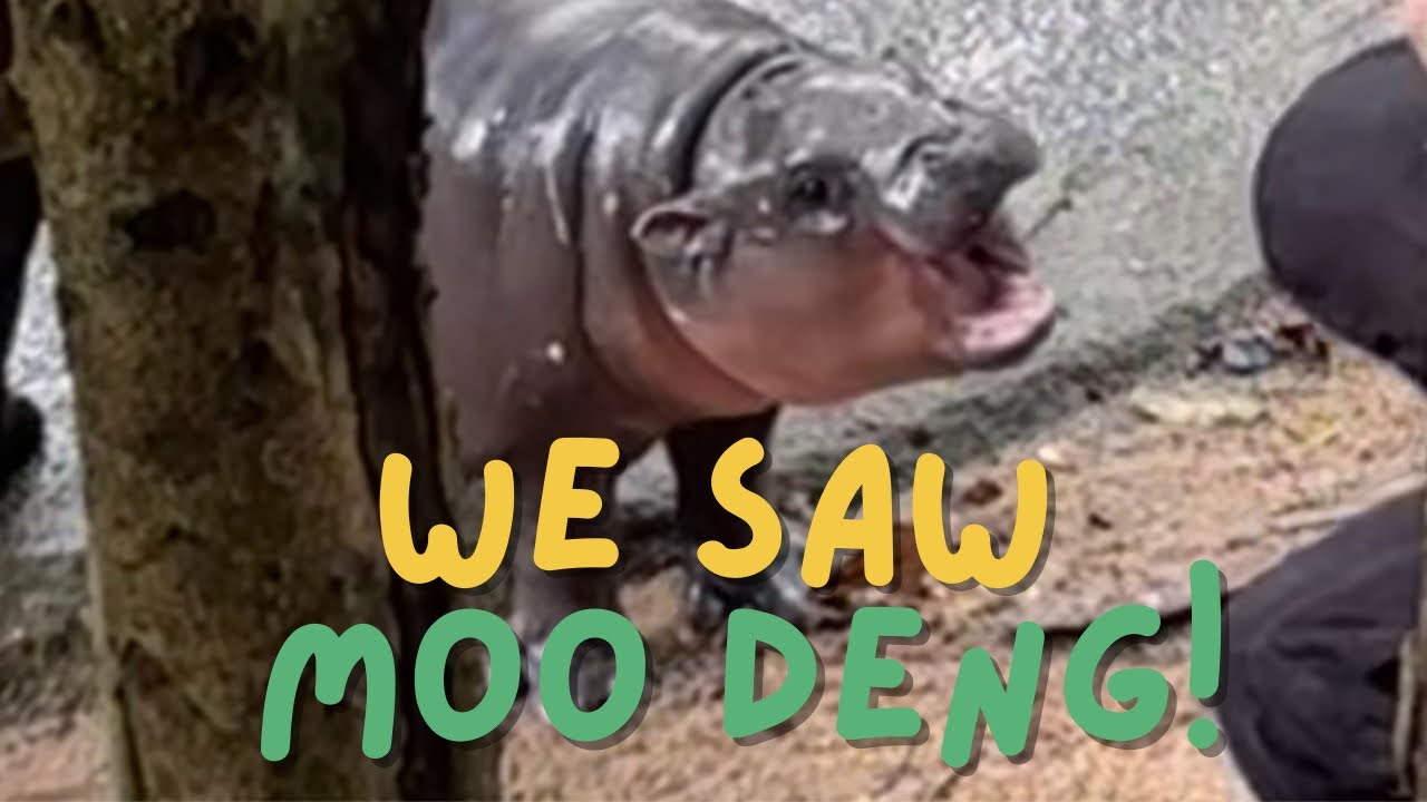 We visited Moo Deng and we don’t know how to feel about it…
