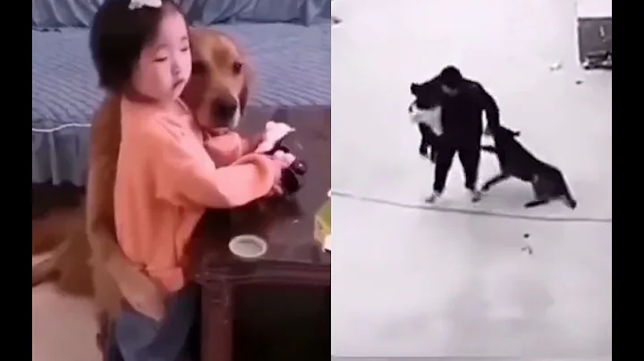 BEST of Hero Animals That Saved Human Lives 2026, You Must See #dog #dogfunnyvideos #funnymoments