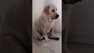 So cute n funny #funnyvideo #hellosiliguri