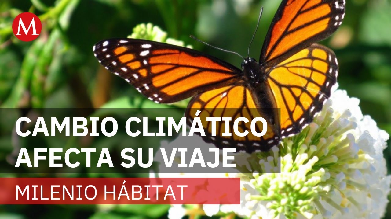 Mariposas monarca llegan retrasadas a sus santuarios de hibernación | Milenio Hábitat