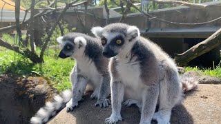 Meet The Ring-Tailed And Red Ruffed Lemurs