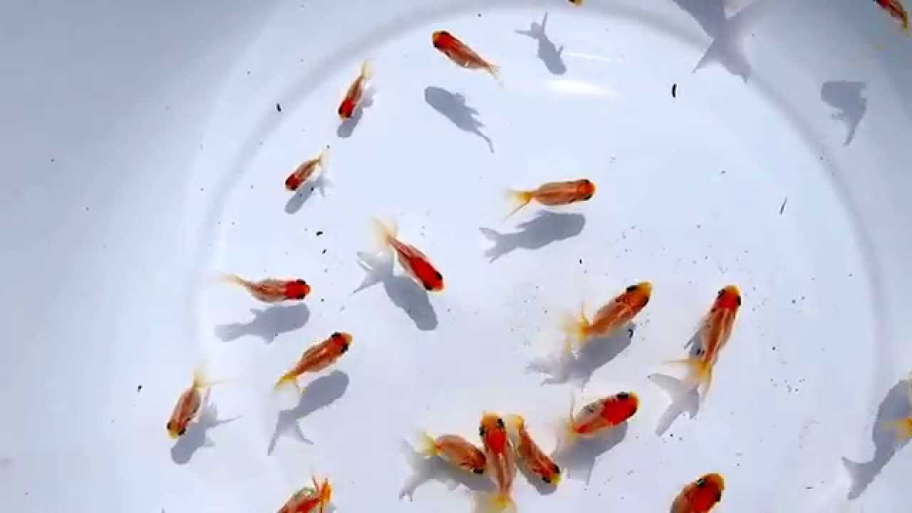 丹頂のこども 1401 粟久金魚 Youtube 丹頂のこども 1401 粟久金魚 Youtube