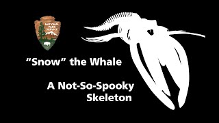 Snow, A Not-So-Spooky Whale Skeleton Feat. Whale Biologist Chris Gabriele