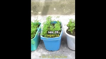 Mách bạn mẹo trồng Cà Rốt năng suất cao mà tốn ít công chăm sóc