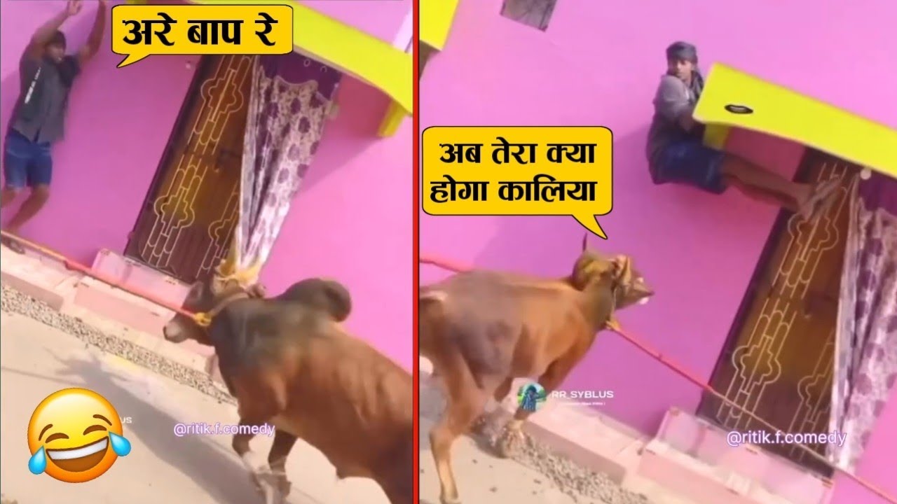 बचने के लिए ऊपर लटक गया पर फिर भी सांड ने ठोक ही डाला 🤣😂ll Animal craziest moment recorded on camera